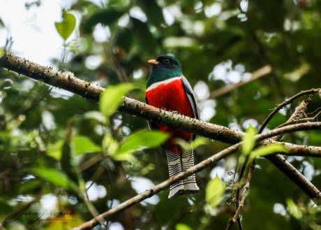 Tour de observación de aves en Cusco 4 días